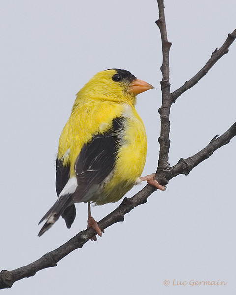 Pour ceux qui aiment tous les oiseaux! C10D_15797a_p