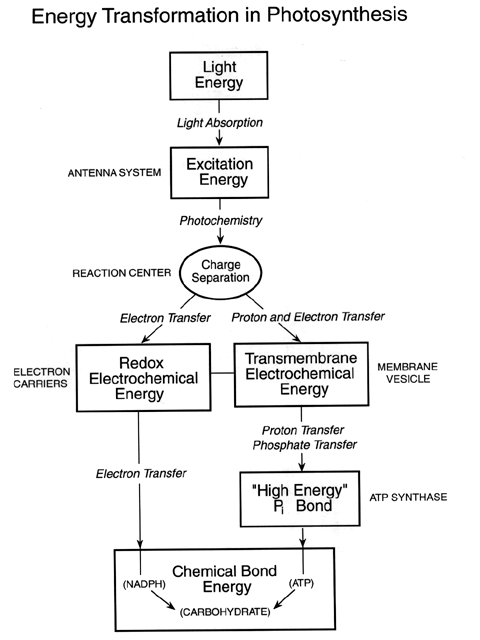 Enzymes  and protein complexes needed in photosynthesis Fig1