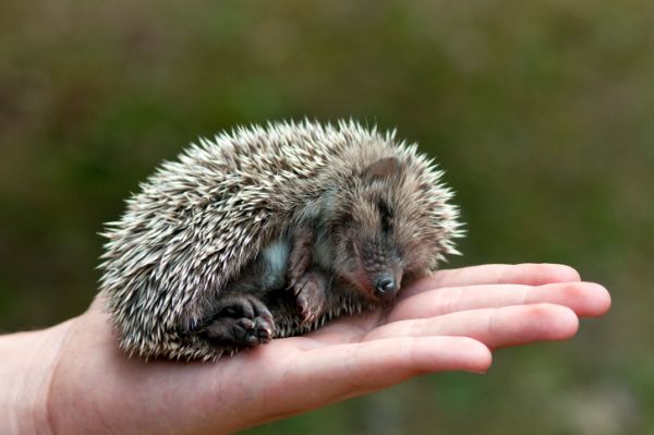 (IGEL + LEBENSWEISE) Urtiere, 15 Millionen Jahre, Einzelgänger, werden 2 bis 7 Jahre alt ... Kleiner-Igel-schlaeft