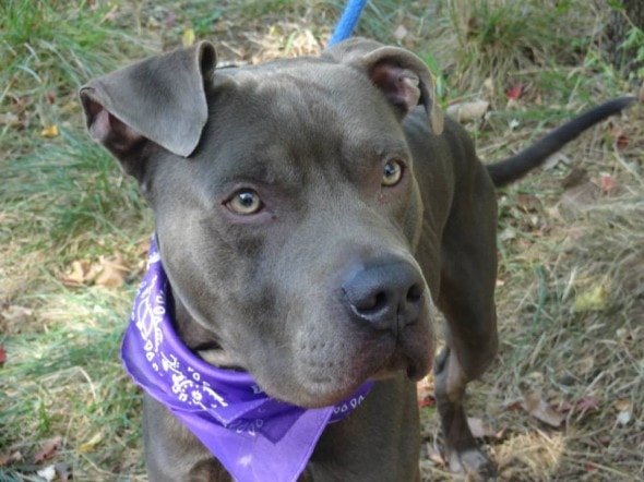 ~BANE~EXILE~DOG 10.27.13-URGENT-Death-Row-Dogs-That-Must-Be-Adopted-Today5-590x442