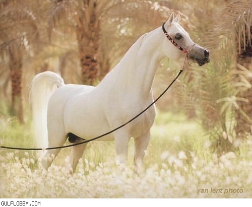 ركوب الخيل   Liilasup2_4b0eee8953