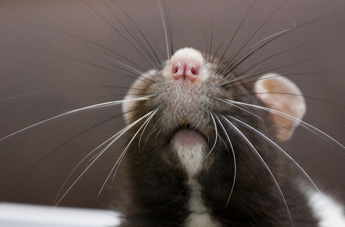 ~ratones artisticos~ Cutest-Rats-19