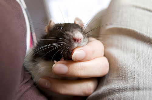~ratones artisticos~ Cutest-Rats-28