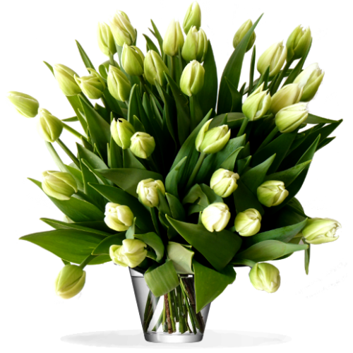 Anniversaire Bouquet-tulipes-blanches