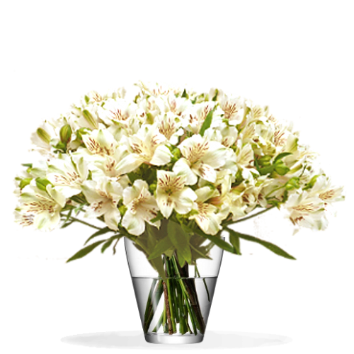 Anniversaire Bouquet-d-alstroemeria-blanc