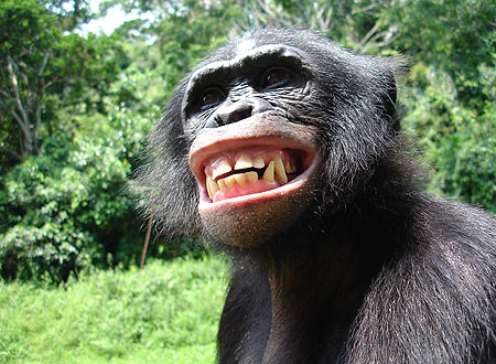 Photo CLASH!!! Bonobo