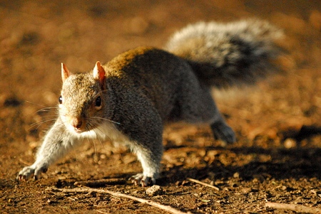 Revoil noisette en pleine action Ecureuil