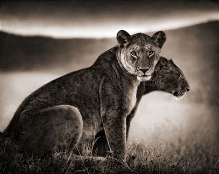 Nick Brandt Nick_brandt_3