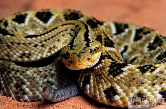"serpientes Venenosas Mexicanas" Serpiente%20de%20cascabel