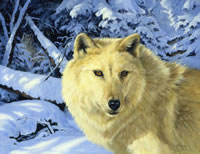 Wolf  Pics White%20Wolf_jpg