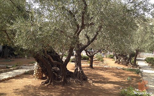 أشجار بستان الزيتون في الجسمانية، إعلان نتائج البحوث العلمية Josaymani-olives