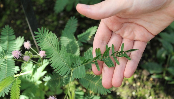 Scoperte piante in grado di imparare e ricordare Mimosa-Pudica-memoria-700x398