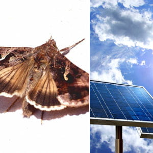 La nature inspire les inventions les plus étonnantes;biomimétisme Papillon-nuit-400420