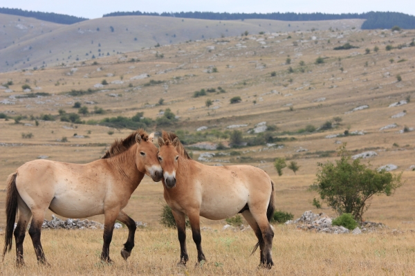 les chevaux mongols 16684