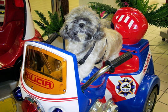 Insolite & Bêtisiers : Bêtisier photos de l'été 2011 Manege-chien-958218