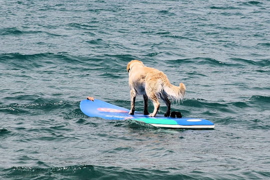 Insolite & Bêtisiers : Bêtisier photos de l'été 2011 Surf-958051