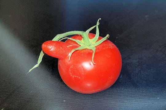 Insolite & Bêtisiers : Bêtisier photos de l'été 2011 Tomate-958241