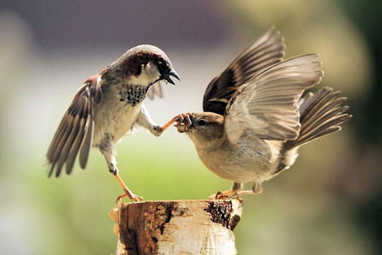 Insolite & Bêtisiers : Bêtisier photos de mai 2011 Ferme-bec-905772