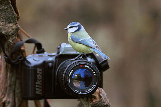 Insolite > Btisiers > Diaporama insolite des lecteurs Oiseau-photographe-450988