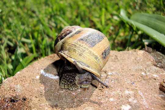 Spcial Mline... Cagouilles... et surtout GARY !!! - Page 16 Escargot-souriant-434099