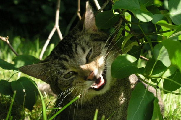 Insolite & Bêtisiers : Sourires insolites Chat-ch-est-trop-marrant-1011329