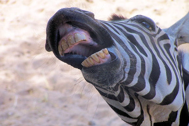 Insolite & Bêtisiers : Sourires insolites Drole-zebre-1011301