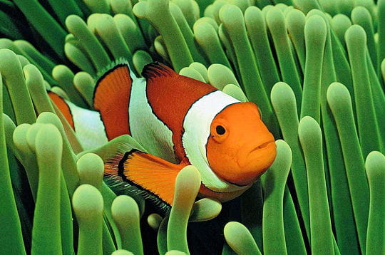 Le club de poissons Cachette-poisson-clown-259243