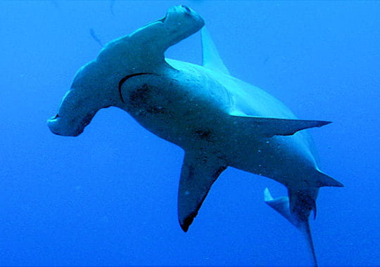 questionnement sur l'avenir de buell Requin-marteau-295442