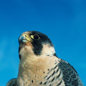 Animaux sauvages > Records des animaux Faucon-pelerin-oiseau-plus-rapide-416155