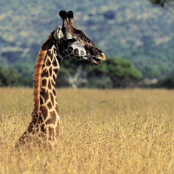 Animaux sauvages > Records des animaux Girafe-animal-cou-plus-long-416204