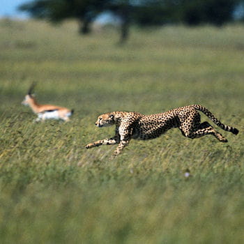 Animaux sauvages > Records des animaux Guepard-mammifere-terrestre-plus-rapide-416012