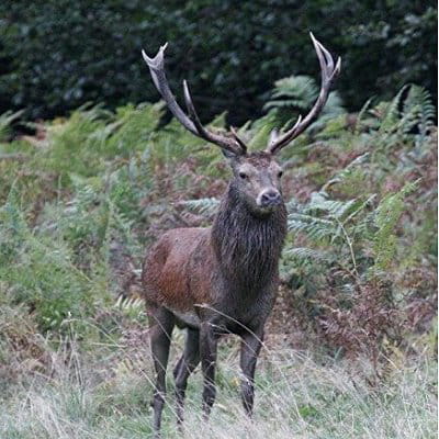 Magique symphonie animale Cerf-sambar-441937