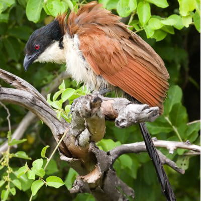 Magique symphonie animale Coucal-441818