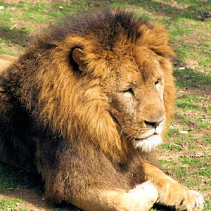  Animaux:  Emblème de pays Lions-54654