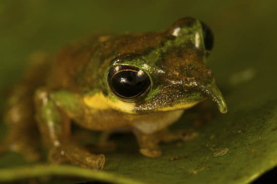  الضفدع ذو الأنف الطويل ..!  Grenouille-long-nez-618359