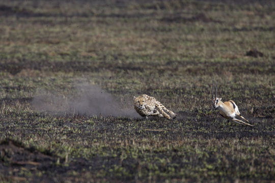 صور لقطات من الحياة البرية Course-guepard-356210