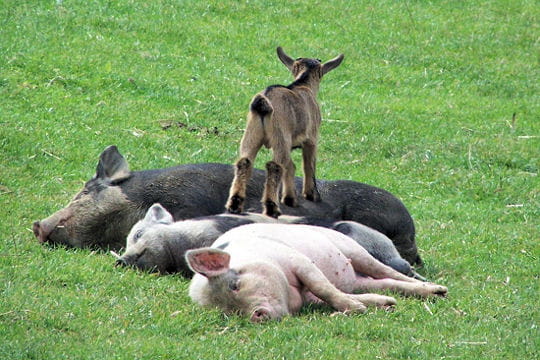 Quel temps fait il chez vous aujourd'hui ? - Page 8 Animaux-sauvages-225486