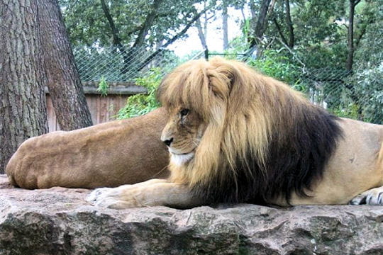 POST SUR LES LIONS! Lion-225505