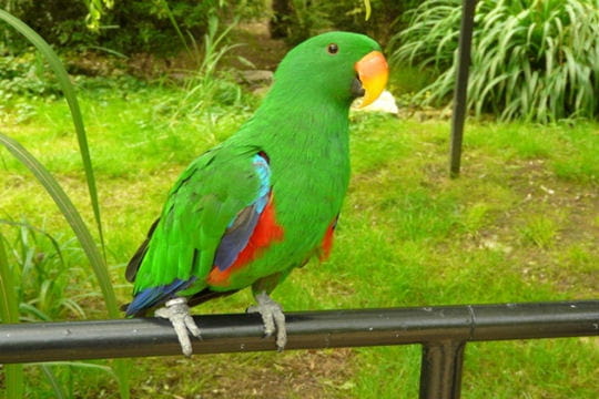 من أجمل الطيور الببغاء ذو الريش الأخضر.. Grand-eclectus-478558