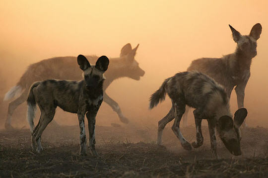 Animaux Sauvages : Le lycaon 10