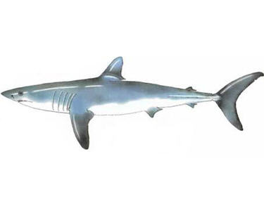 Les Records chez les animaux Requin-mako