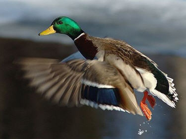 Les Records chez les animaux Canard-colvert