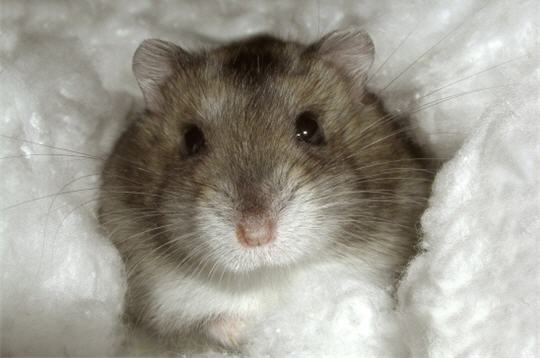 hamster nain 1