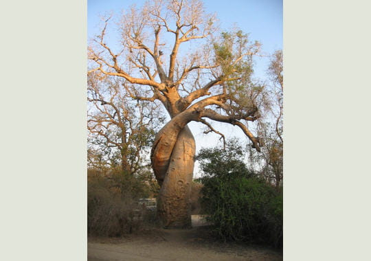 30 arbres aux postures incongrues Baobabs-amoureux-277607