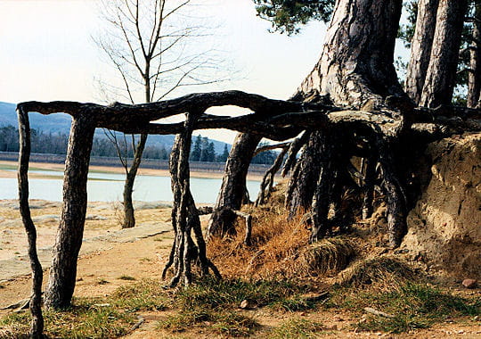 30 arbres aux postures incongrues L-arbre-araignee-277630