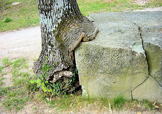 30 arbres aux postures incongrues L-arbre-mangeur-277640