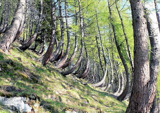 30 arbres aux postures incongrues Vers-soleil-277642