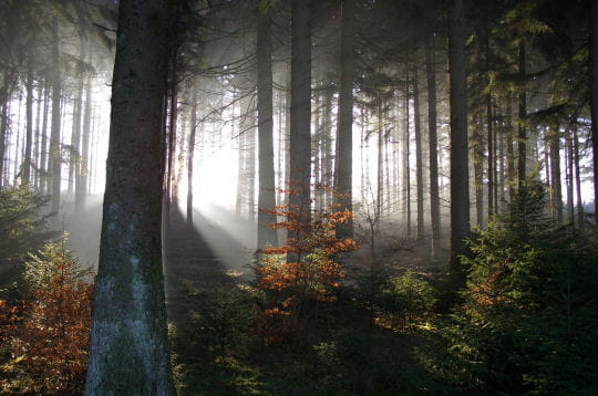 Prenez un bol d'air dans les forêts du monde!!!! Foret-d-anlier-belgique-297073