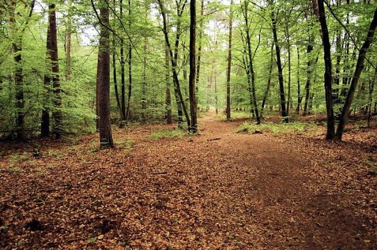 Prenez un bol d'air dans les forêts du monde!!!! Foret-fontainebleau-297149