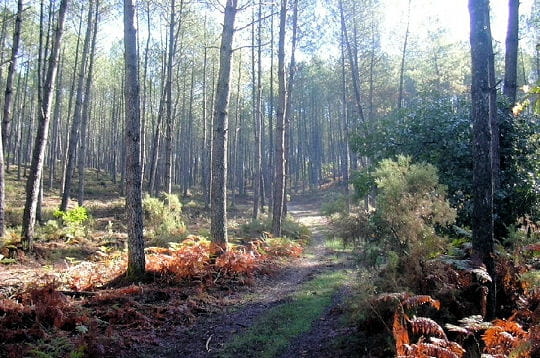 Prenez un bol d'air dans les forêts du monde!!!! Foret-landaise-france-297077